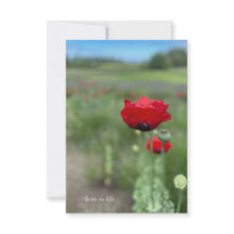 Dreamy Red Poppy