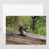 Carte De Correspondance Écureuil affamé (Devant / Derrière)