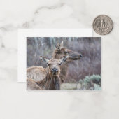 Carte De Correspondance Elk neigeux (Devant/Arrière en situation)