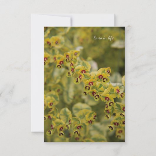 Carte De Correspondance Euphorbia (Devant)