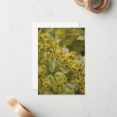 Carte De Correspondance Euphorbia (Devant/Arrière en situation)