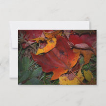Feuilles d'automne vibrantes