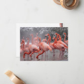 Carte De Correspondance Flamant rose américain (Devant/Arrière en situation)