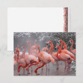 Carte De Correspondance Flamant rose américain (Devant / Derrière)