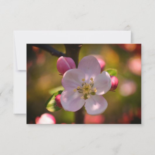 Carte De Correspondance Fleur d'Apple (Devant)