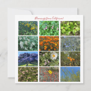 Carte De Correspondance Fleurs de Californie !