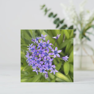 Carte De Correspondance Fleurs de Squill Portugais Closeup Nature Photo