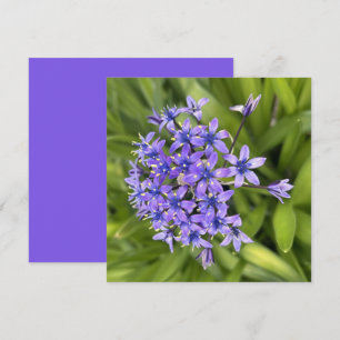 Carte De Correspondance Fleurs de Squill Portugais Closeup Nature Photo