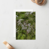 Carte De Correspondance Fleurs d'été blanches délicates (Devant/Arrière en situation)