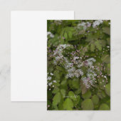 Carte De Correspondance Fleurs d'été blanches délicates (Devant / Derrière)