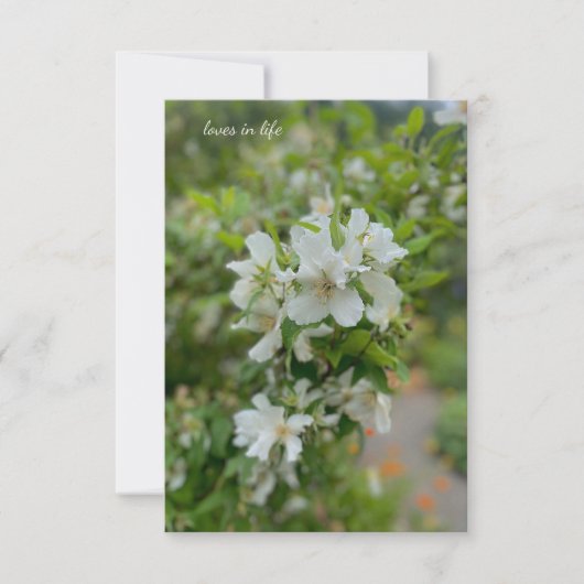 Carte De Correspondance Fleurs du jardin blanc (Devant)