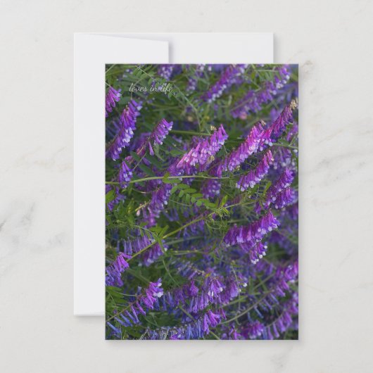 Carte De Correspondance Fleurs Vetch violettes (Devant)