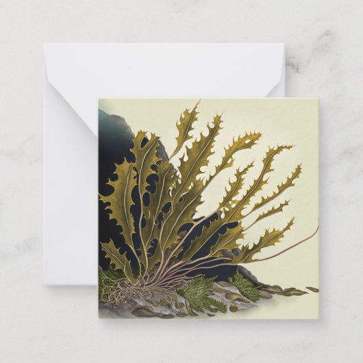 Carte De Correspondance Front de Tidal (Devant)