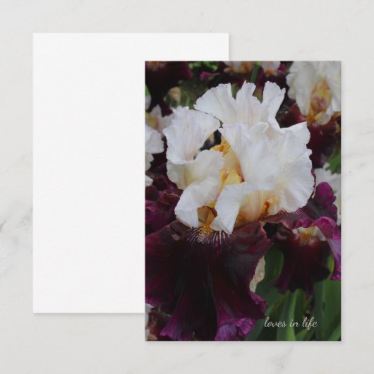 Carte De Correspondance Gros Iris violet et blanc (Devant / Derrière)