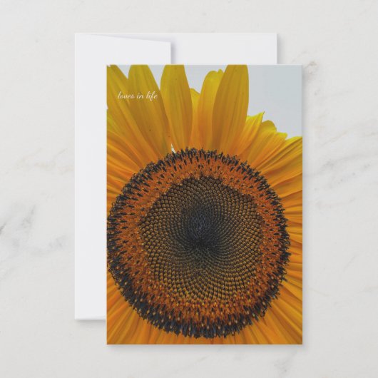 Carte De Correspondance Gros tournesol (Devant)