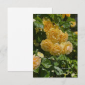 Carte De Correspondance Groupe de Roses de Jardin Jaune (Devant / Derrière)