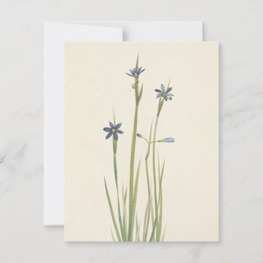 Carte De Correspondance Herbes bleues par Mary Vaux Walcott (Devant)