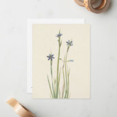 Carte De Correspondance Herbes bleues par Mary Vaux Walcott (Devant/Arrière en situation)