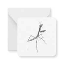 Hi there! Praying Mantis