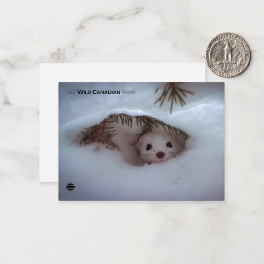 Carte De Correspondance Hiver - Weasel à queue courte (Devant/Arrière en situation)