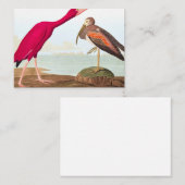 Carte De Correspondance Ibis de Scarlet par John James Audubon (Devant / Derrière)