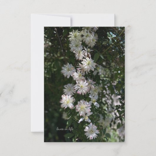 Carte De Correspondance Inhabituel tandis que Clematis (Devant)