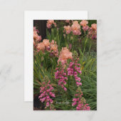 Carte De Correspondance Iris De Pêche, Foxglove Rose (Devant / Derrière)