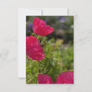 Carte De Correspondance Joli pavot rose dans le jardin