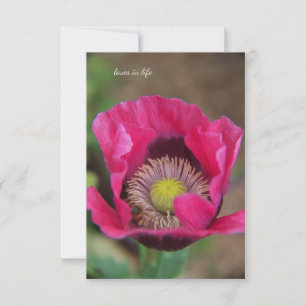 Carte De Correspondance Joli Poppy rose