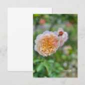 Carte De Correspondance Joli Rose (Devant / Derrière)