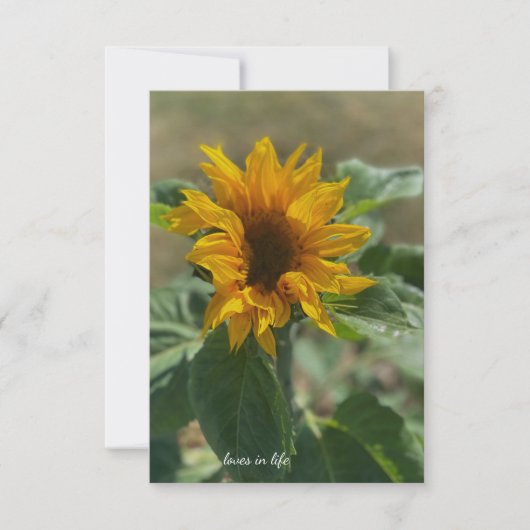 Carte De Correspondance Joli tournesol (Devant)