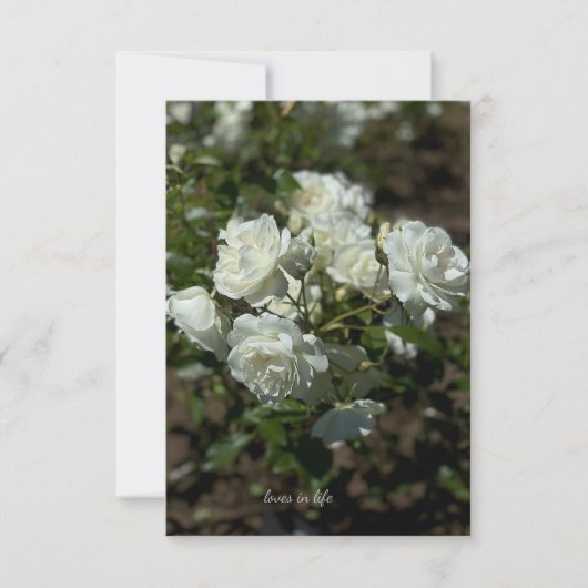 Carte De Correspondance Jolies roses blanches (Devant)