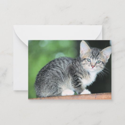 Carte De Correspondance Kitten (Devant)