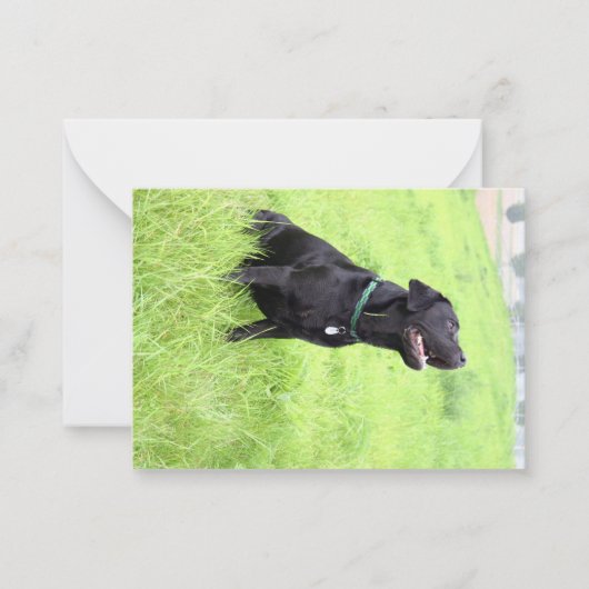 Carte De Correspondance Labrador noir assis (Devant)