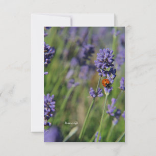 Carte De Correspondance Lady Bug & Lavender