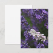 Carte De Correspondance Lavande blanche et violette (Devant / Derrière)
