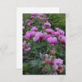 Carte De Correspondance Lavender Peonies (Devant / Derrière)