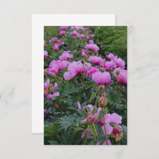 Carte De Correspondance Lavender Peonies (Devant / Derrière)