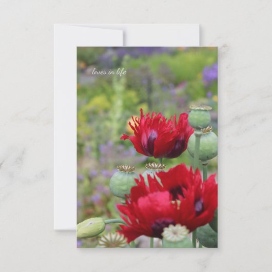 Carte De Correspondance Les pavots rouges dans le jardin (Devant)