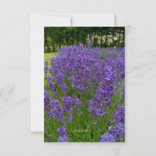 Carte De Correspondance Ligne de lavande, rangée d'arbres (Devant)