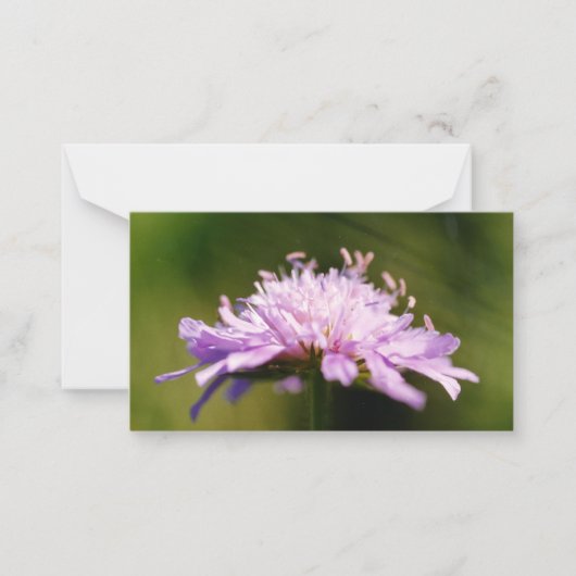 Carte De Correspondance Lilac Scabious (Knautia arvensis) Fleur (Devant)