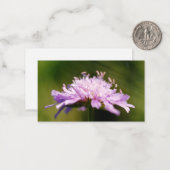 Carte De Correspondance Lilac Scabious (Knautia arvensis) Fleur (Devant/Arrière en situation)
