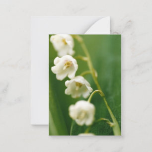 Carte De Correspondance Lily muguet blanc (Convallaria majalis)