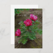 Carte De Correspondance Little Peony Bush (Devant / Derrière)