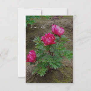Carte De Correspondance Little Peony Bush