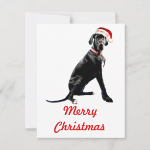 Carte De Correspondance Magnifique Grand Danois au chapeau de Père Noël
