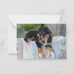 Carte De Correspondance Miniature American Shepherd Black Tri Puppy