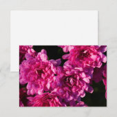 Carte De Correspondance Mums roses d'automne (Devant / Derrière)