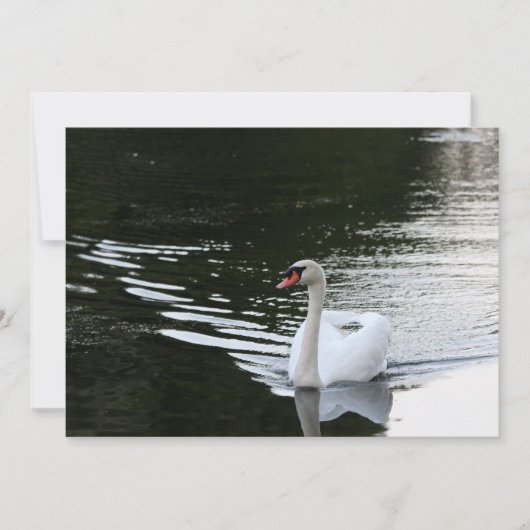 Carte De Correspondance Mute Swan (Devant)