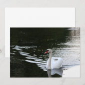 Carte De Correspondance Mute Swan (Devant / Derrière)